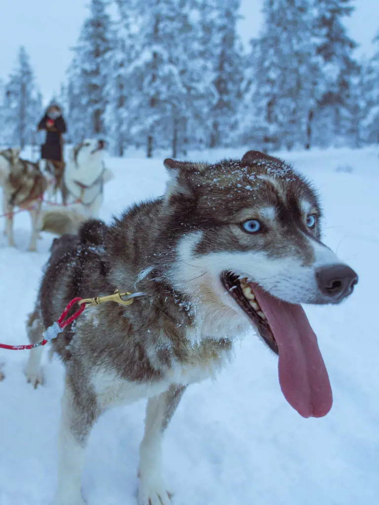 Winter Trails – Husky Tour im Yukon